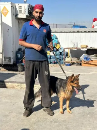 Abolfazl Tork